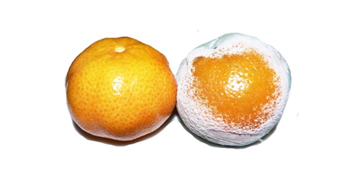 Zwei Mandarinen, eine davon schimmelig. Als Metapher für die Vergänglichkeit von USV-Akkus.